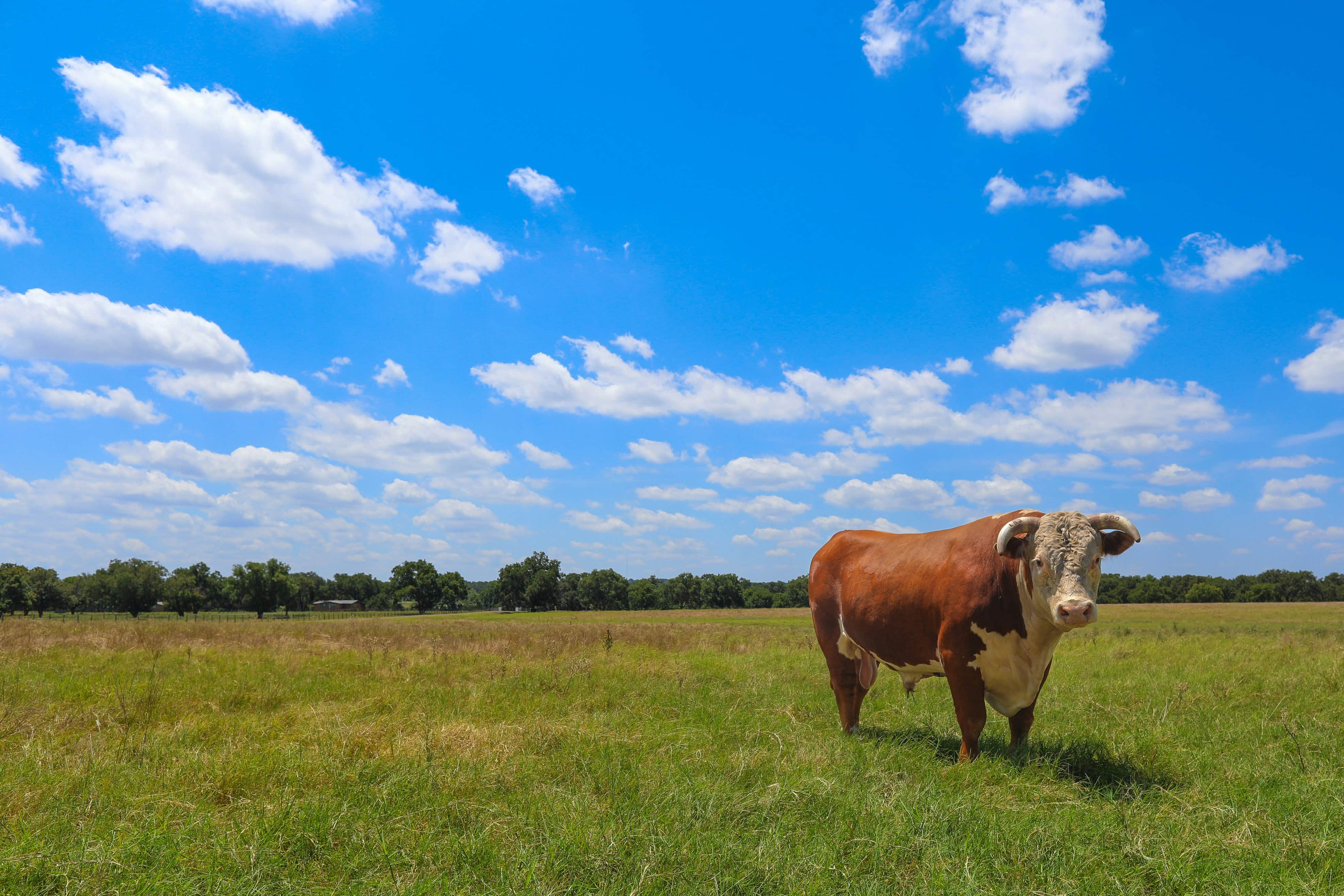 Texas Pre-Engineered Metal Buildings